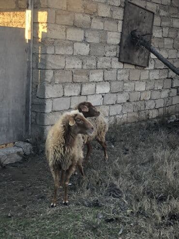 qoyunlar: 2 ədəd ana qoyun 3 aydı qoça gəlib vatsap aktivdi — 2