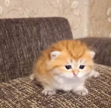 Heyvanlar üçün mallar: Britan, Dişi, Yaxşı əllərə, Ünvandan götürmə — 1