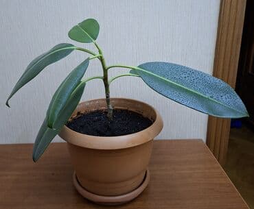 комнатные растения: Фикус каучуконосный или эластика Робуста (Ficus elastica Robusta) — 6
