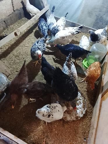 Yemlər: Toyuq, Ətlik — 4