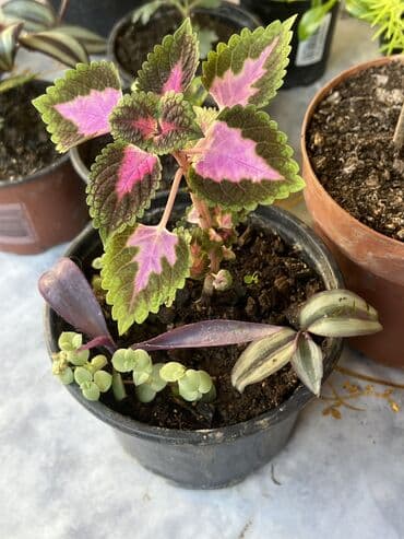 yumru xalça: Xalça — 12