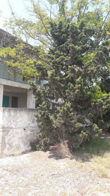 sabuncu qəsəbəsi: 32 sot, Kənd təsərrüfatı, Maklerlər narahat etməsin, Kupça (Çıxarış) — 12