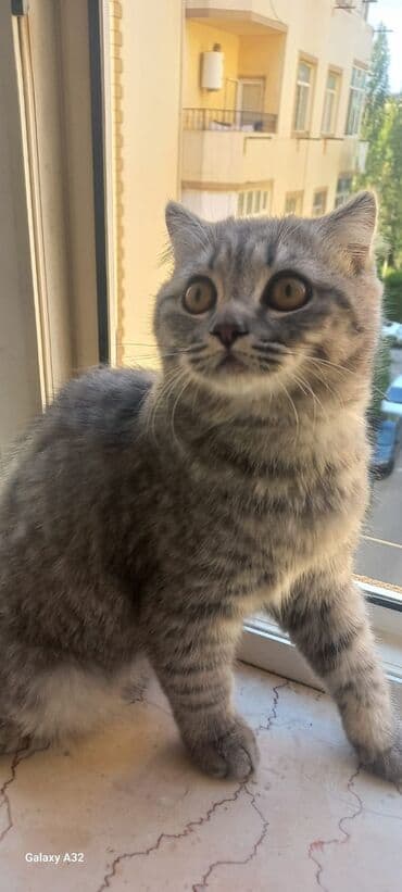 etibarlı əllərə pişik: Şotland yastı qulaq, Yaxşı əllərə — 2