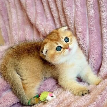 şotlan pişik: Şotland yastı qulaq, Erkək, Dişi, Yaxşı əllərə, Ünvandan götürmə, Pulsuz çatdırılma, Ödənişli çatdırılma — 22