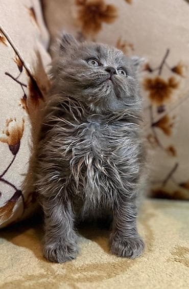 pişikləri: Şotland və şinşila ata anadan doğulan balalar boz erkək qara dişi biri — 2