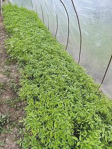 vanna satilir: Masallı. Salam Aləykum. Satışda mövcud olan dibçəklər: Pomidor (Zirə — 6