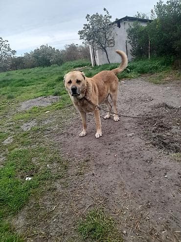it yuvası satilir: Salam tecili satllır 3 yaş 7 ayllxdı heyvana söz yoxdur isdiyen — 3