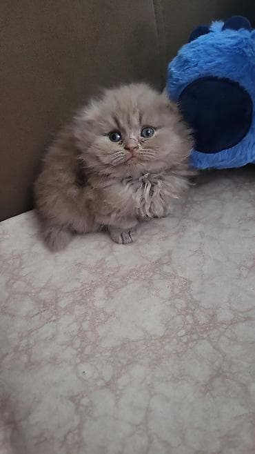 Pişiklər: Şotland yastı qulaq — 7