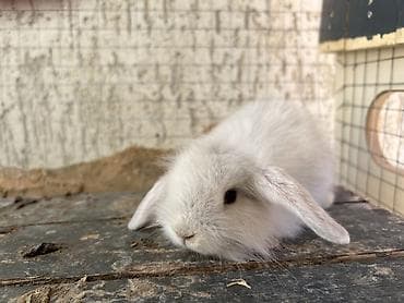 bars bit dermani: BOZ renqli Çox gözəl Holland Lop balası satılır. ✅ Təxminən 1 — 4
