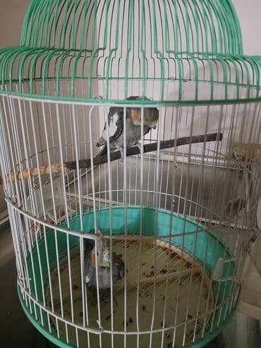 sirin itler: 1 erkək 1 dişi qəfəslə birlikdə verilir su qabı yem qabı hamısı — 6