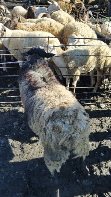 sudluk inekler satışı: Самец, лет: 1, 55 кг, Для разведения, Платная доставка — 3