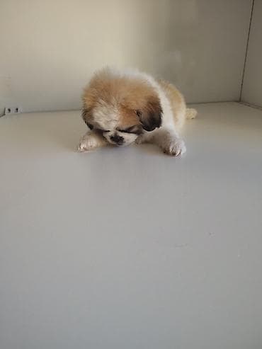 quru corek: Pekines, 2 ay, Erkek, Peyvəndli, Ödənişli çatdırılma — 2