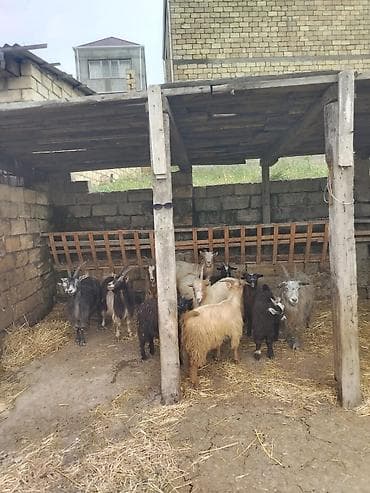 tutuquşu qiymetleri: Salam.munasib qiymətə umumi 5 kecidi.1i cüt erkey balali 2gunluk — 2
