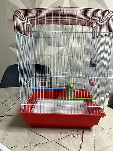 Quş qəfəsi – orta ölçü, metal barmaqlıqlı, qırmızı plastik altlıqla