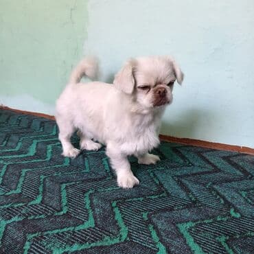 pişik bala: Pekines, 7 ay, Dişi — 3