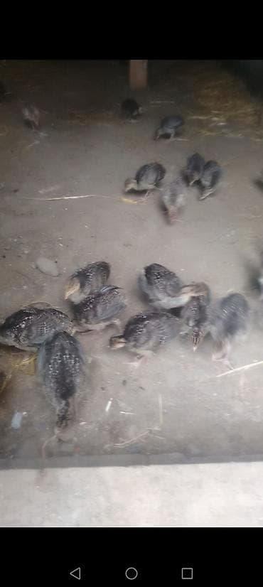 hind: Dişi, Kanada, Ətlik, Ödənişli çatdırılma — 5