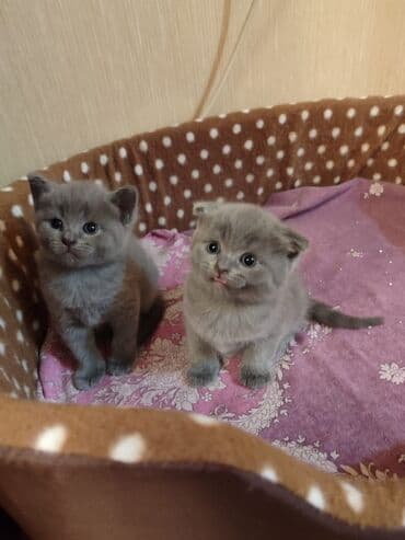 şotlan pişik: Şotland yastı qulaq, Erkək, Dişi, Yaxşı əllərə, Ünvandan götürmə, Pulsuz çatdırılma, Ödənişli çatdırılma — 198