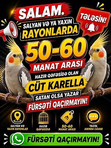 ən gozəl itlər: Tutuquşları — 1