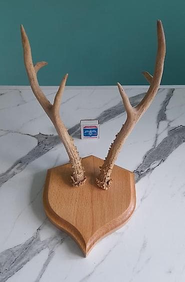 Pastel dəstləri: Təbii maral və ceyran buynuzları – dekorativ kolleksiya Məhsul — 7