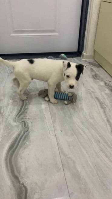 pit dermani: Pitbul, 2 ay, Erkek — 1