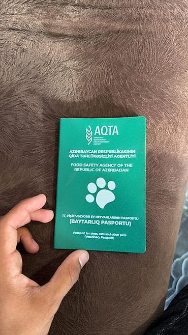 saf qan haski: Pitbul, 6 ay, Erkek, Sənədli — 6
