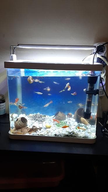 Akvariumlar: 35 e yaxin baliqdir. akvariumla bir yerde. unvan nermanov — 1