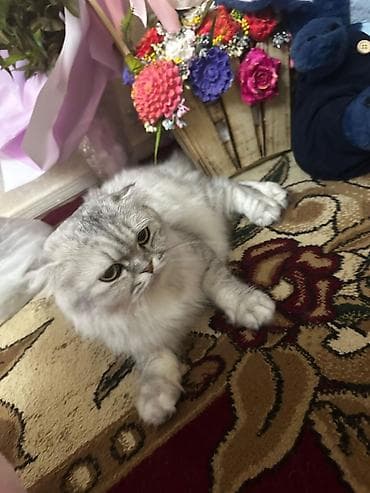 pisiy: Şotland yastı qulaq — 9