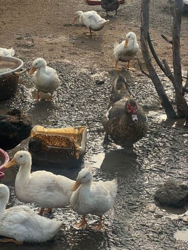çəpiş əti: Məhsul: Ördəklər (ferma təsərrüfatı üçün) Təsvir: - Ağ Pekin ördəklər — 4