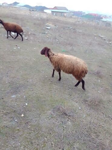 где купить собаку в баку: Dişi Quzu satılır istəyən olsa yazsın video sun atım baxın real — 4