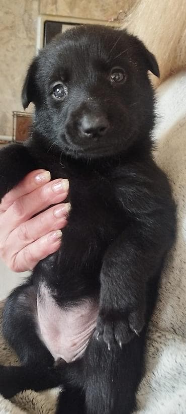 1 ay, Dişi, Pulsuz çatdırılma