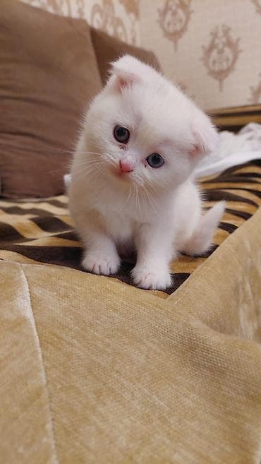 pişim: Şotland yastı qulaq, Dişi, Yaxşı əllərə, Ünvandan götürmə, Ödənişli çatdırılma — 2