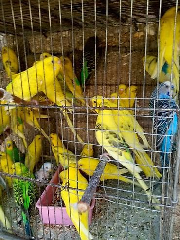 tutuquşu adları: Papuqaylar 14 manattan hazir cutterdi hamsi — 6