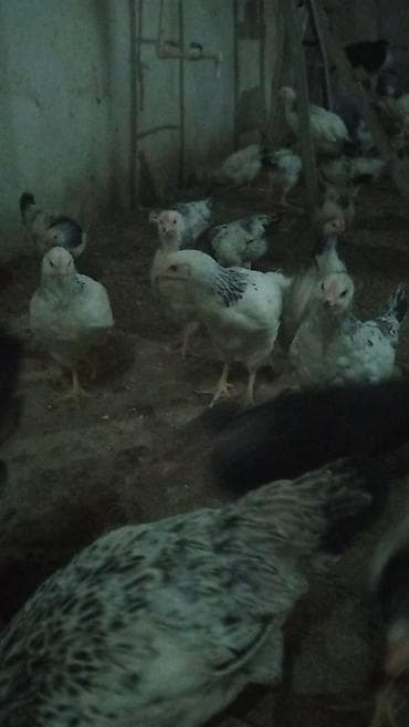 Heyvanlar üçün mallar: Baytar nezaretinde olan heyvalardir 1 kiloqrama kimi diri cekisi gelir — 2