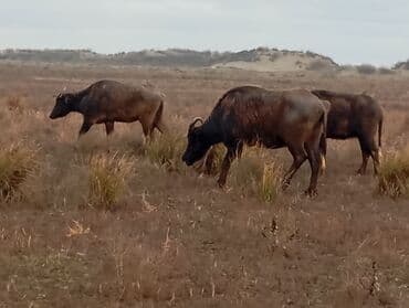 mal satisi: Məhsul: Su camışı sürüsü boğaz çatmışlar. 9 heyvan 6 ana camis . 3 — 9