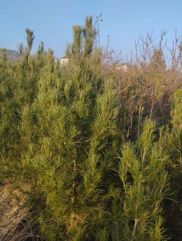 Bıçaqlar: Şam ağacı fidanları - Növ: Şam (iynəyarpaq, həmişəyaşıl) - Təyinat — 5