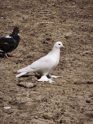 Iki erkək göyərçin süt ağ və boz quyruq çil ikisi də erkək di isdəyən