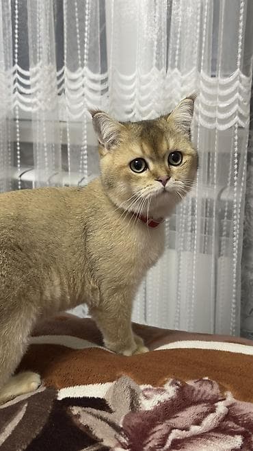 Digər heyvanlar: Qızıl şinşilla, Erkək — 4