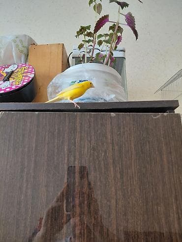 qus satisi: Bülbül may 1yaş var — 4