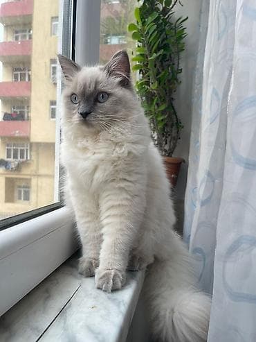 broyler yemi: Dişi — 2