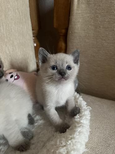 pişik cutleşdirmek: Siam, Erkək, Dişi — 3