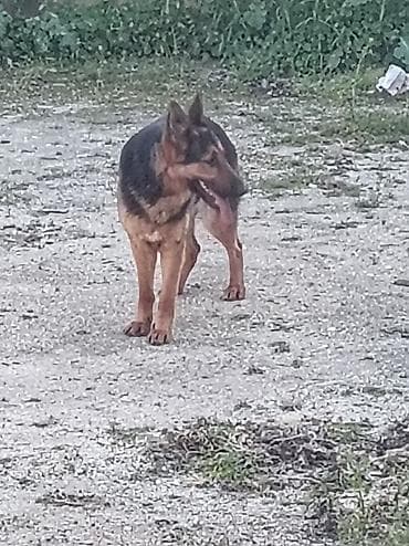 Alman çoban iti, 6 ay