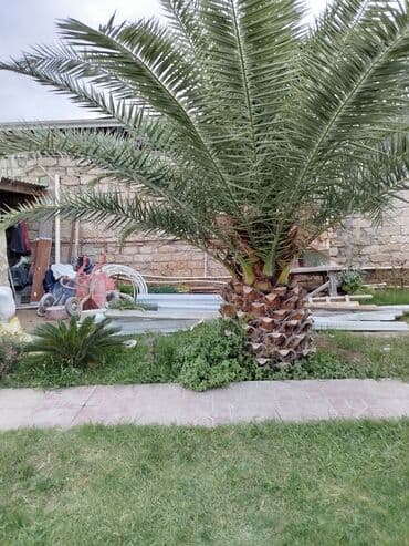 вид цветов: Xurma palmisi (Phoenix dactylifera) – iri, dekorativ bağ ağacı - Növ — 2