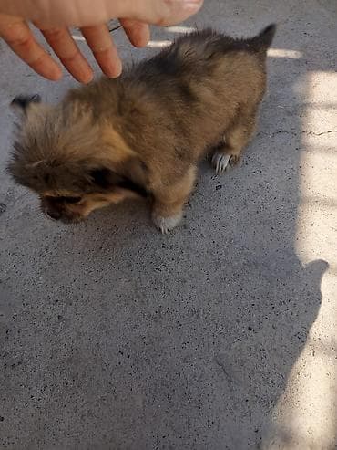 İtlər: Pekines, 2 ay, Peyvəndli, Ünvandan götürmə — 5