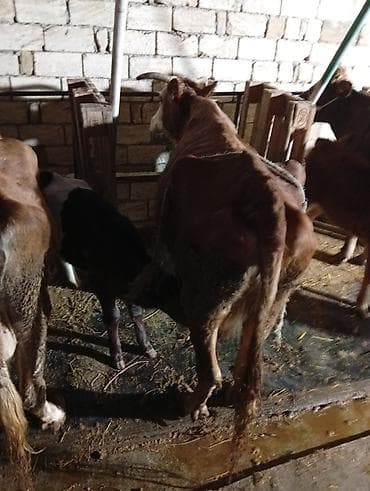 Süd istiqamətli inək və buzovlar - Şəkillərdə müxtəlif rəngli