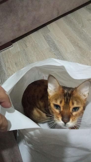 it satsi: Benqal, Erkək, Dişi, Ünvandan götürmə — 5