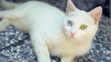 balaca pişik şəkilləri: Məhsul: Pişiklər (ev heyvanı) Təsvir: - Foto 1: Qara-ağ rəngli — 2