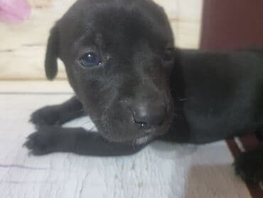 ingilis setteri it cinsinin adı: Doberman, 1 ay, Dişi, Ödənişli çatdırılma, Ünvandan götürmə — 2