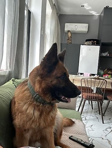 elan it: Alman çoban iti, 11 ay, Dişi — 2