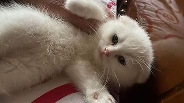 silver şinşila: Şinşilla, Dişi — 1