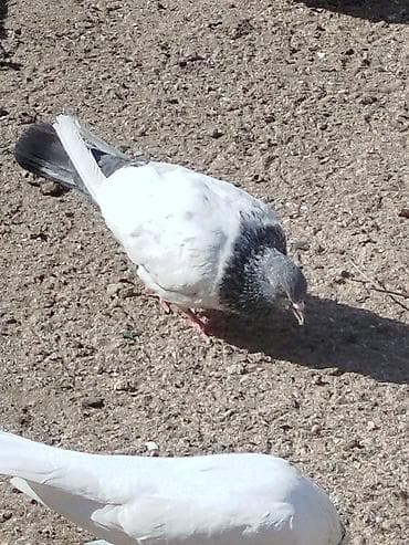 it balasi satisi: Salam tam sağlam quşlardir 5-10 azn arası — 1